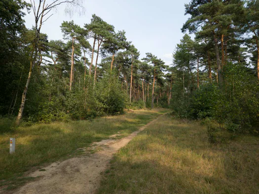 De Hoge Rielen, Kasterlee (Belgium)